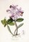 Cattleya Superba Orchid Poster Print by John Lindley - Item # VARPDX268249